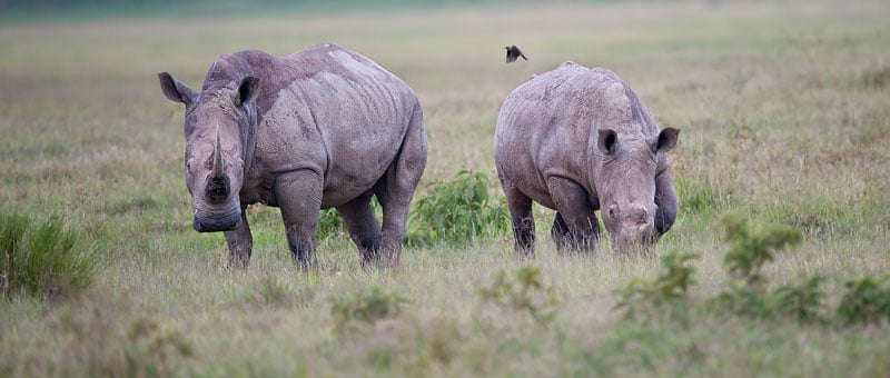 WhiteRhinos