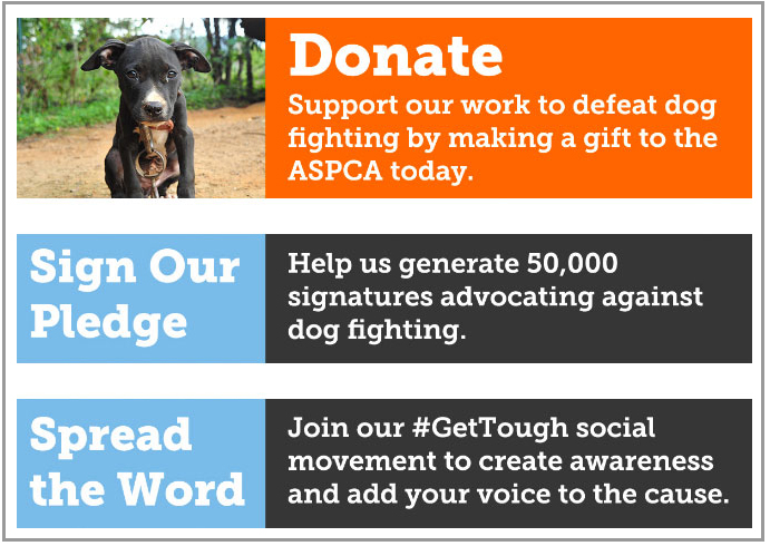 A #GetTough on Dog Fighting campaign email educates supporters on the issue and offers campaign-specific asks and next steps.